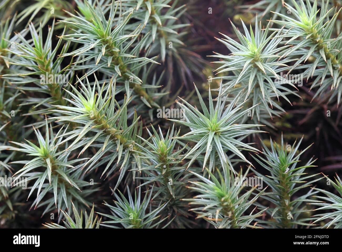 Polytrichum juniperinum, commonly known as juniper haircap or juniper