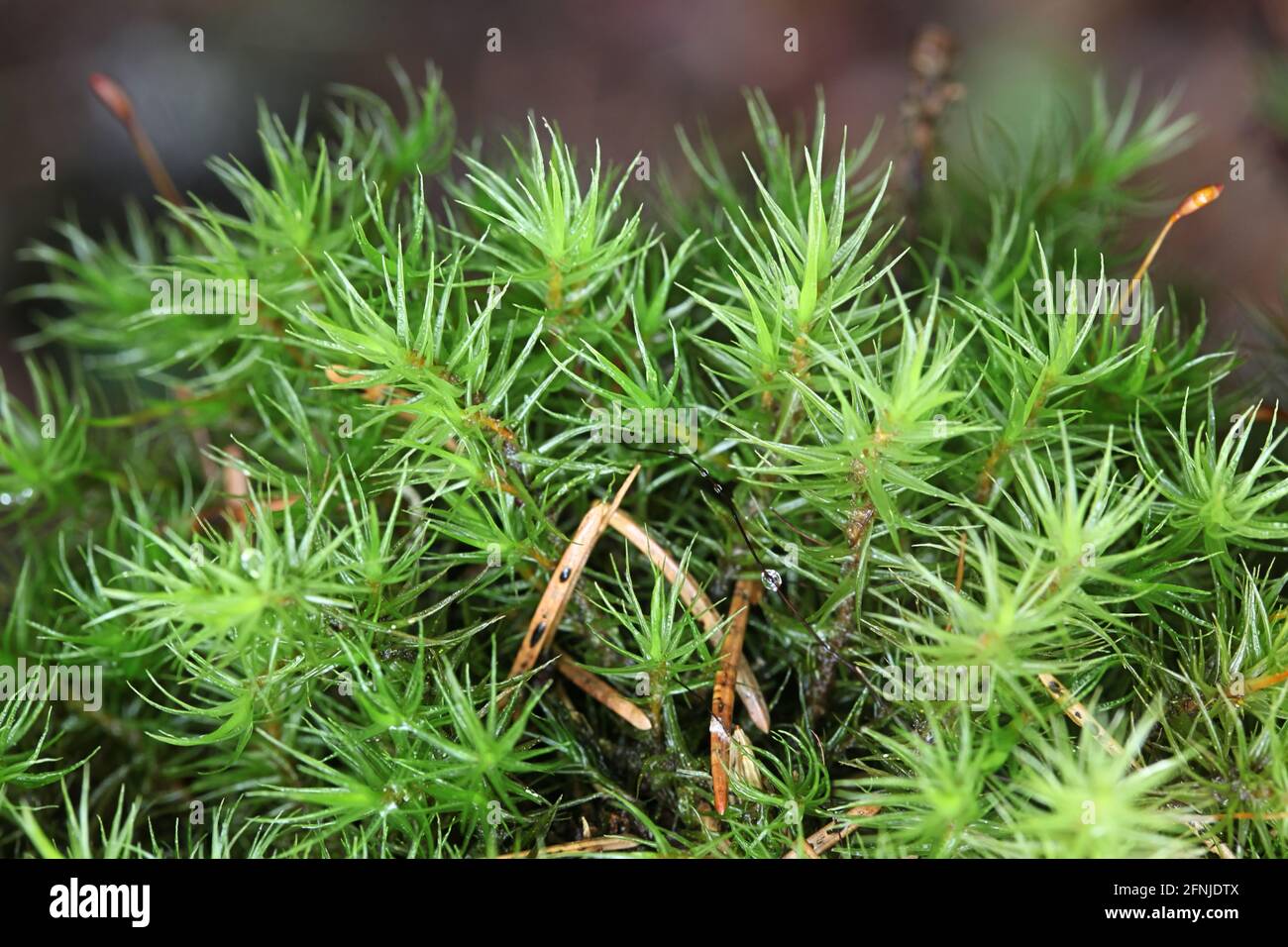 Dicranum polysetum, commonly known as wavy broom moss or rugose fork-moss Stock Photo