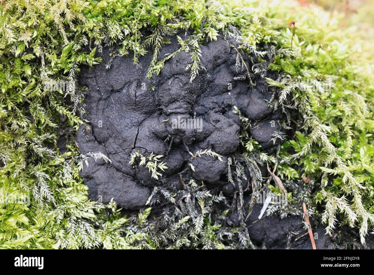 Kretzschmaria deusta, known as brittle cinder fungus, a major pathogen