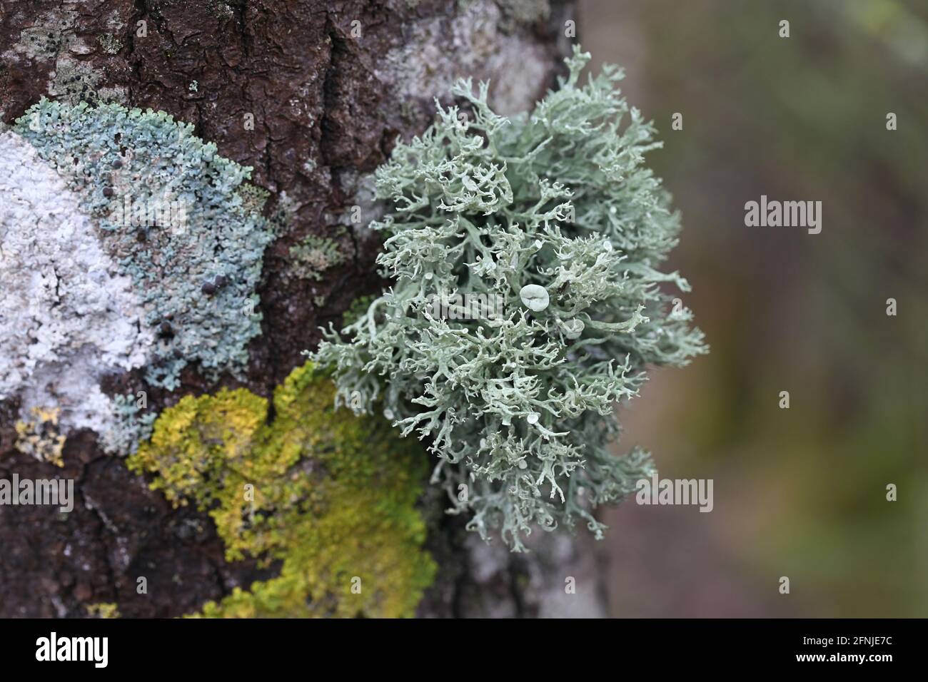 Ramalina fastigiata, an epiphytic lichen growing on aspen tree in Finland Stock Photo