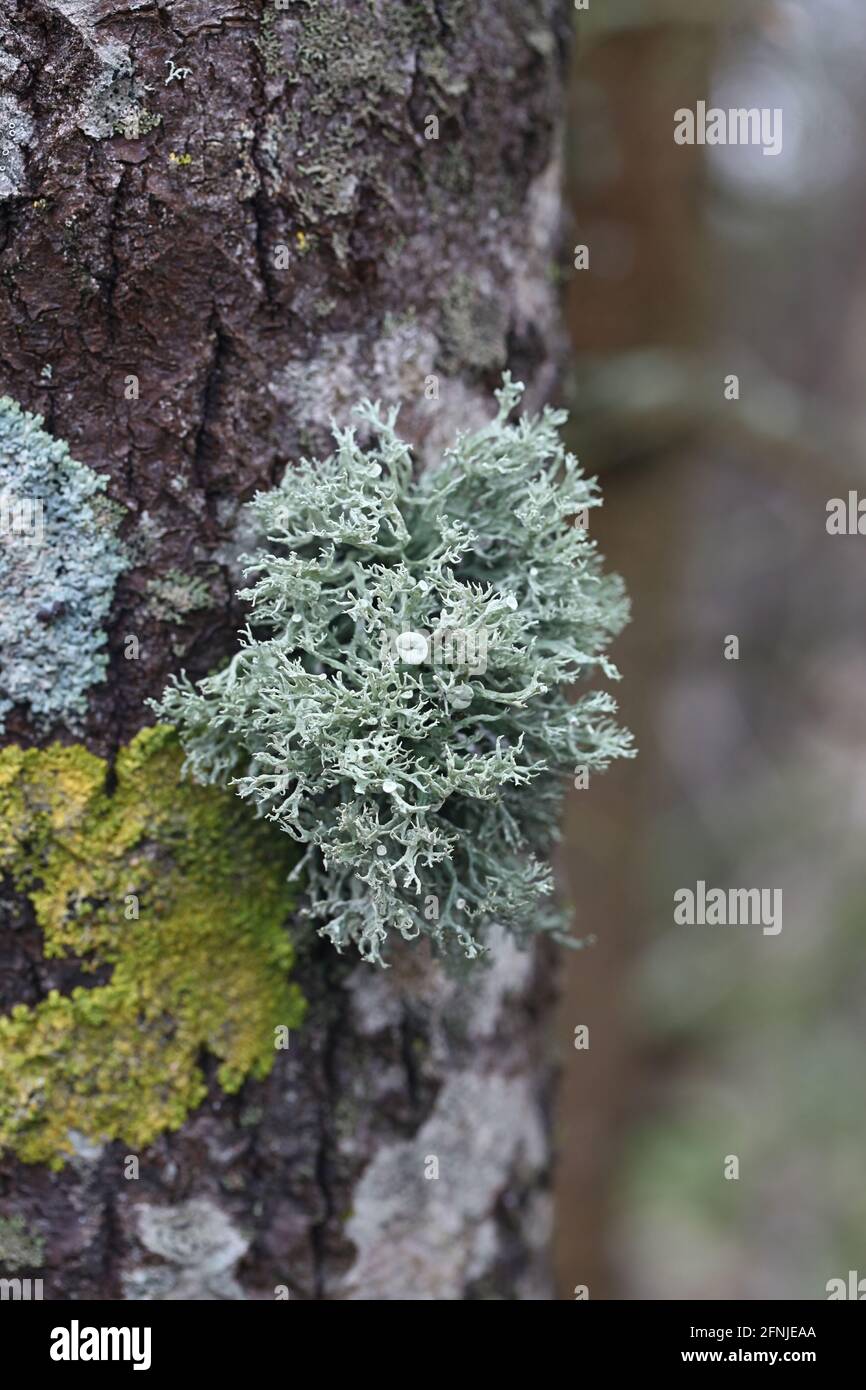 Ramalina fastigiata, an epiphytic lichen growing on aspen tree in Finland Stock Photo