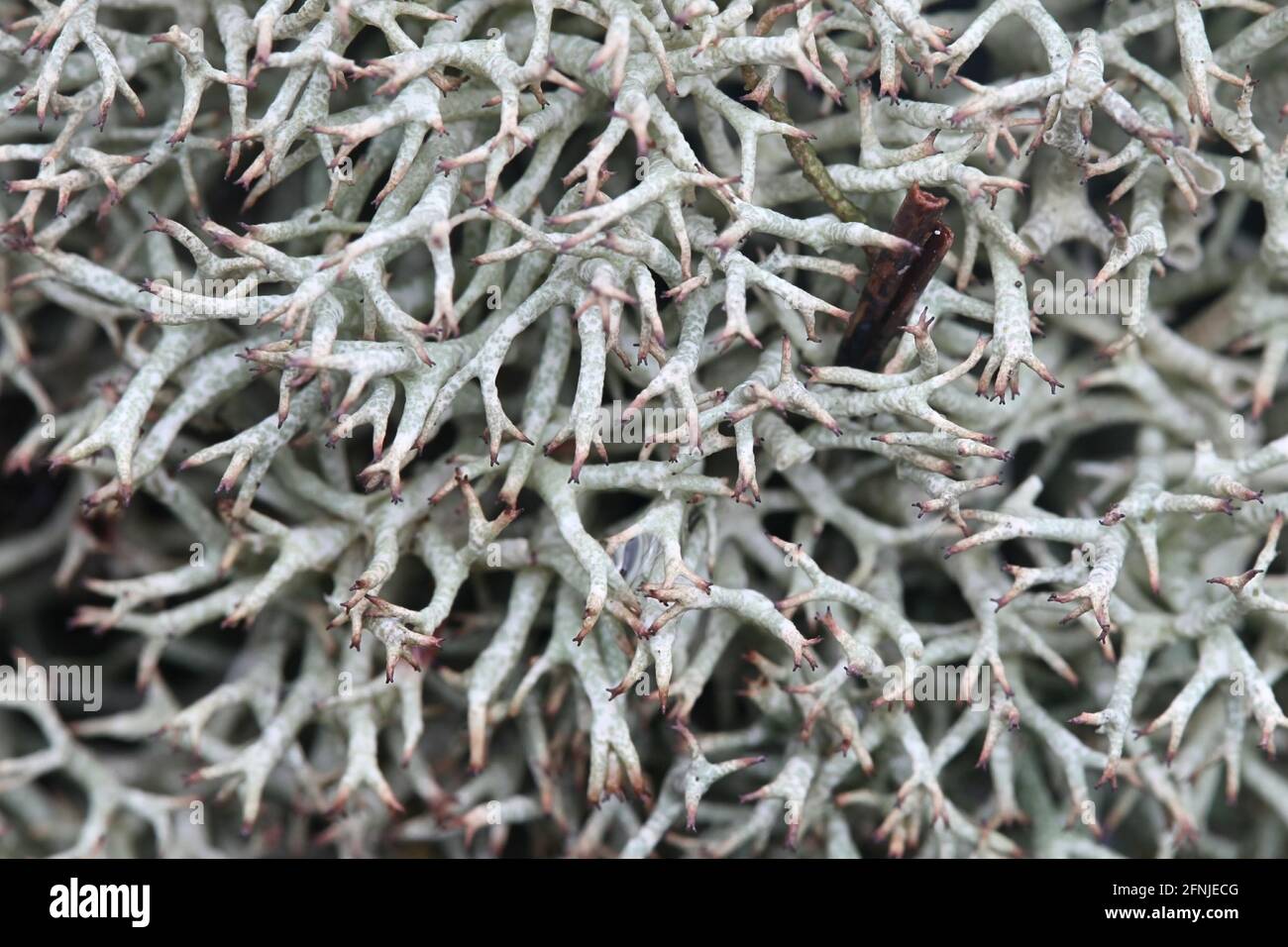 Cladonia uncialis subsp. biuncialis, commonly known as thorn Cladonia Stock Photo