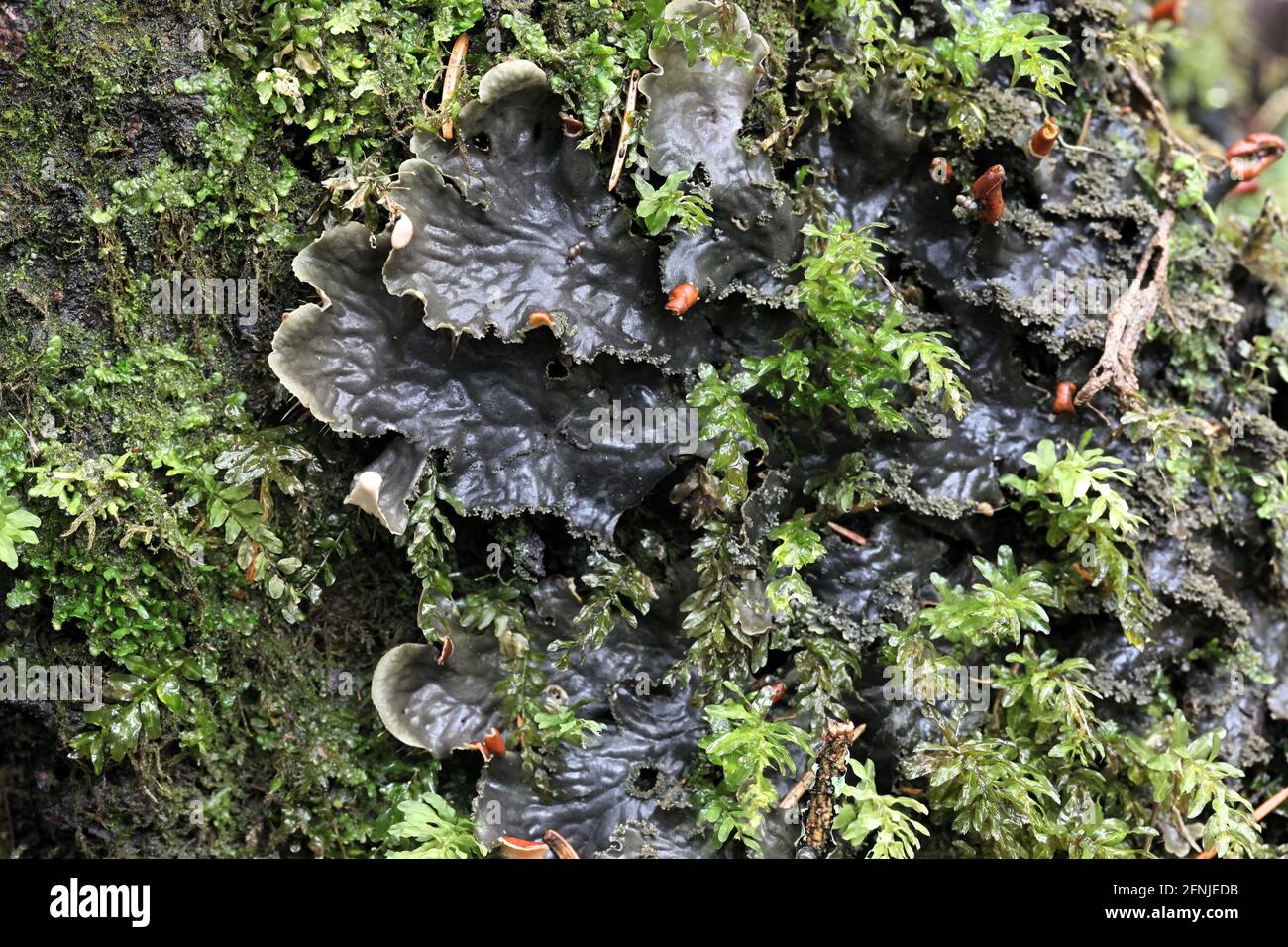 Plagiomnium undulatum, known as Hart's-tongue Thyme-moss or Palm-tree Moss Stock Photo