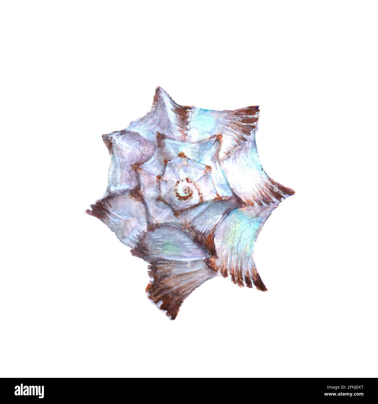 Seashell watercolor illustration. Watercolour hand drawn sea shell ...