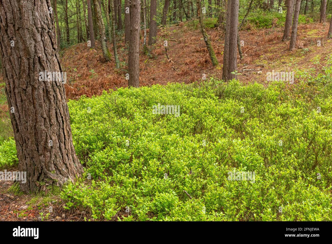 Understorey vegetation in a scots pine (Pinus sylvestris) forest plantation in Surrey, UK, including bilberry (Vaccinium myrtillus) Stock Photo