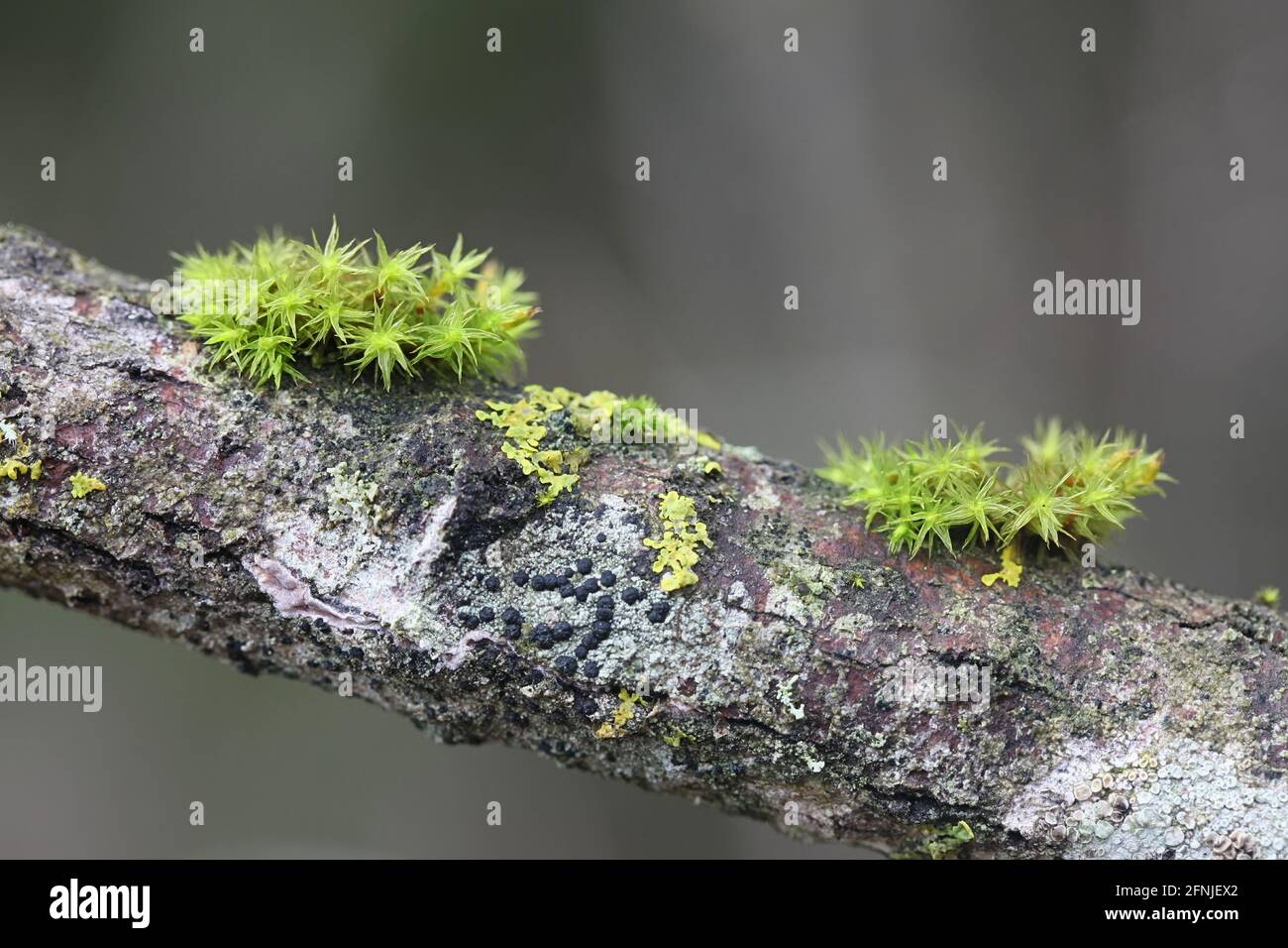 Lewinskya speciosa, also called Orthotrichum speciosum, a bristle-moss from Finland with no common English name Stock Photo