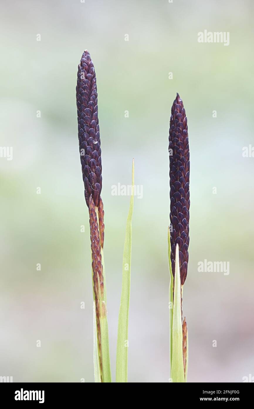 Carex nigra ssp. juncella, known as common sedge, black sedge or smooth black sedge Stock Photo