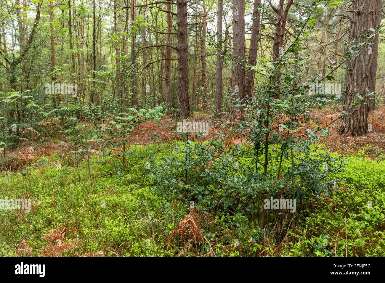 Understorey vegetation in a scots pine (Pinus sylvestris) forest plantation in Surrey, UK, including rowan, holly and bilberry Stock Photo