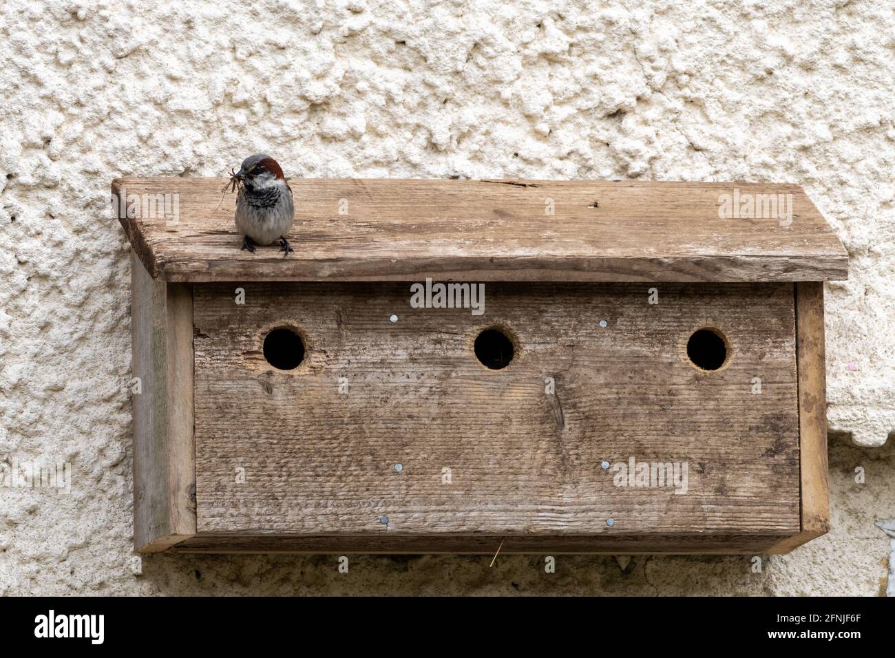 House Sparrow Nest Box High Resolution Stock Photography and Images - Alamy