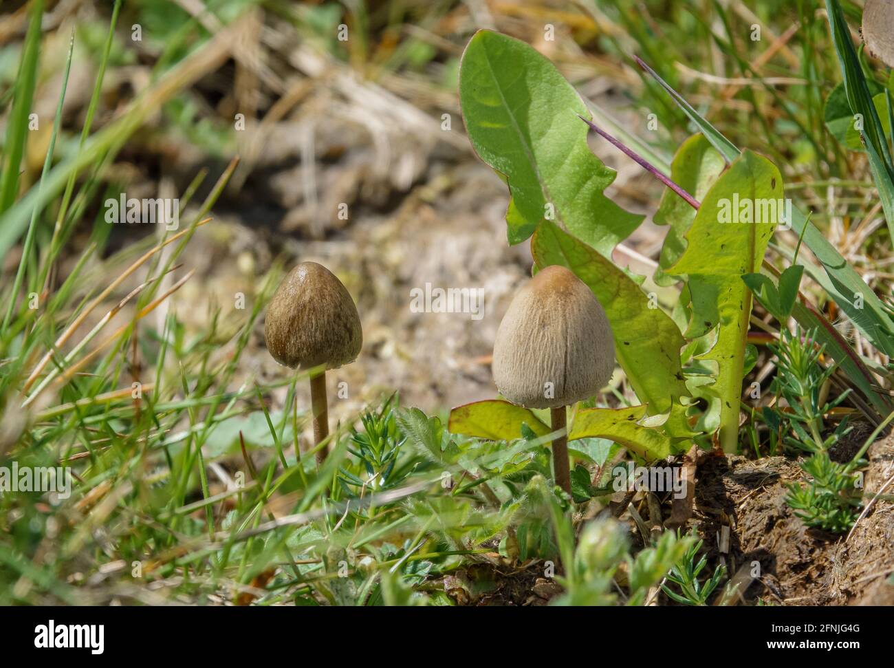 a pair of wild mushrooms growing in grassland on Salisbury Plain UK Stock Photo
