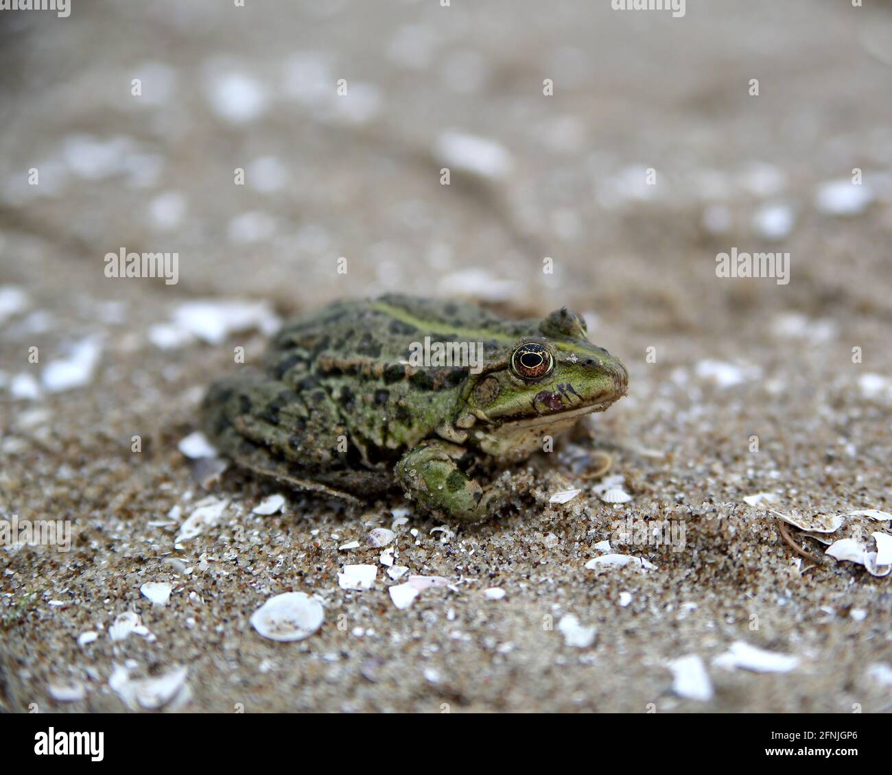 Common toad, European toad sits on sand close up Stock Photo