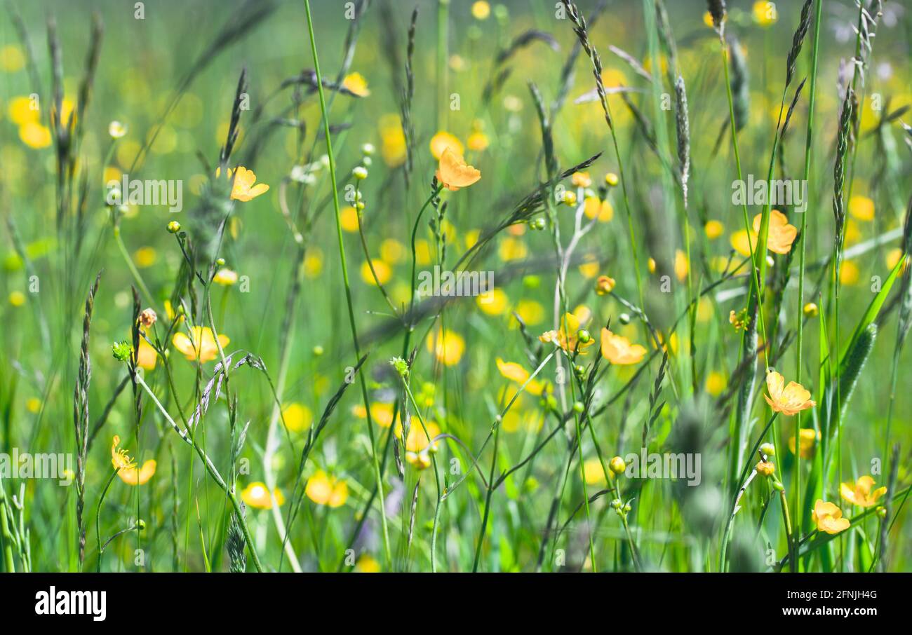 Wild yellow flowers grow on a meadow on a sunny summer day. Creeping ...