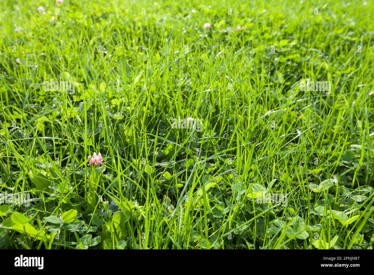 Fresh green summer lawn with wild clover flower on a sunny day. Natural background photo Stock Photo
