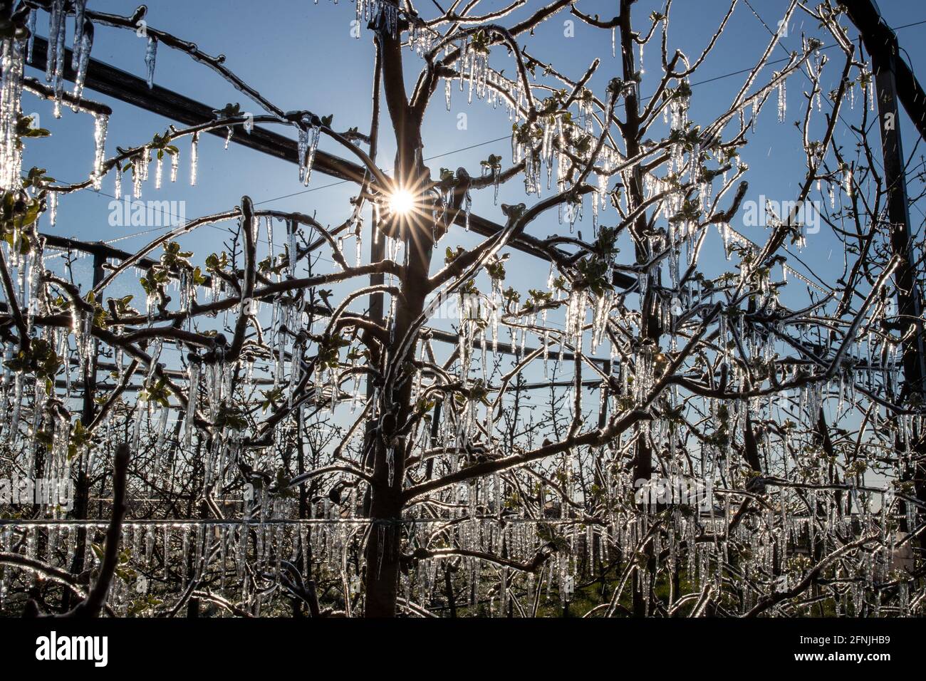 Frost protection fruit trees hi-res stock photography and images - Alamy