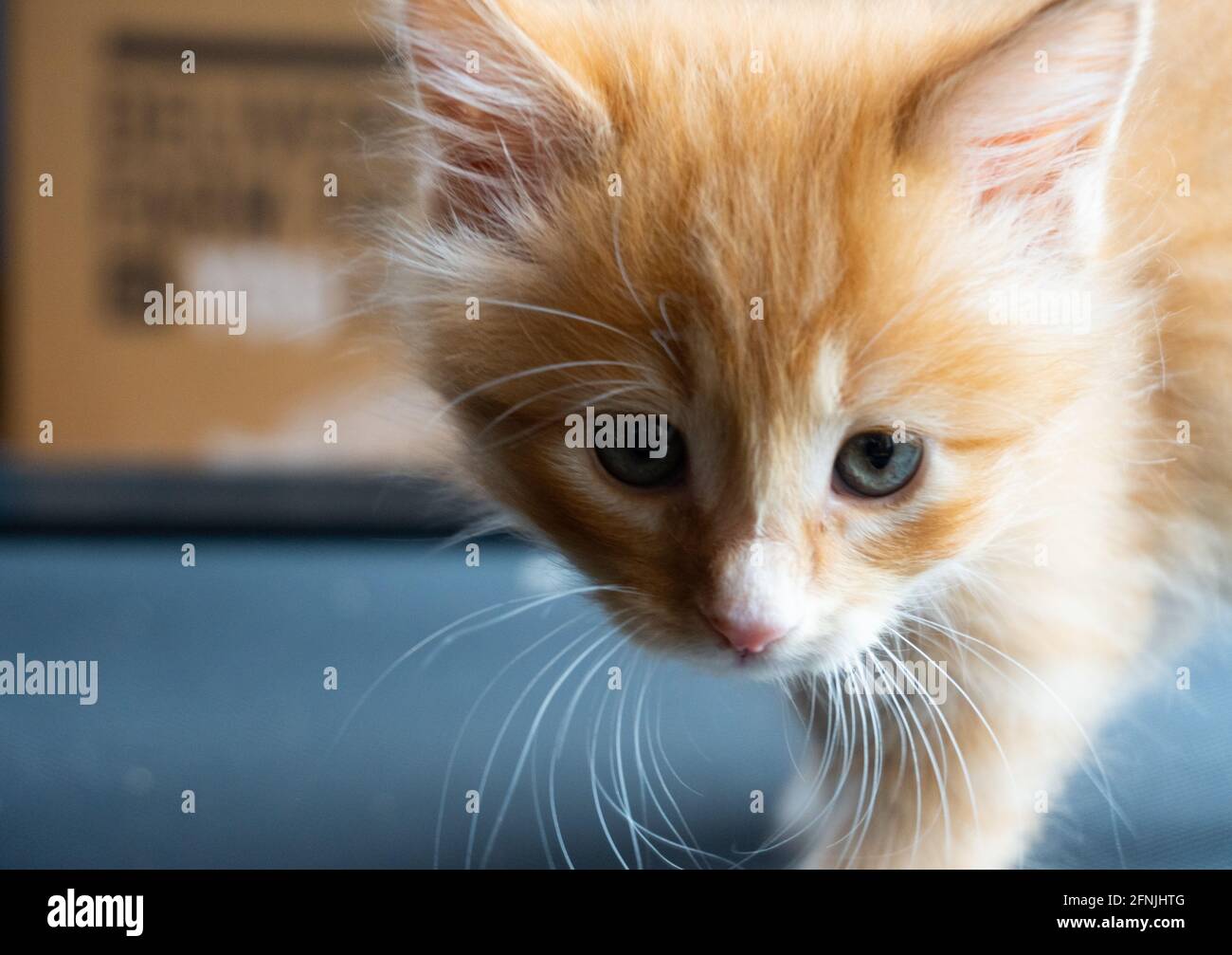 Long haired ginger white cat hires stock photography and images Alamy