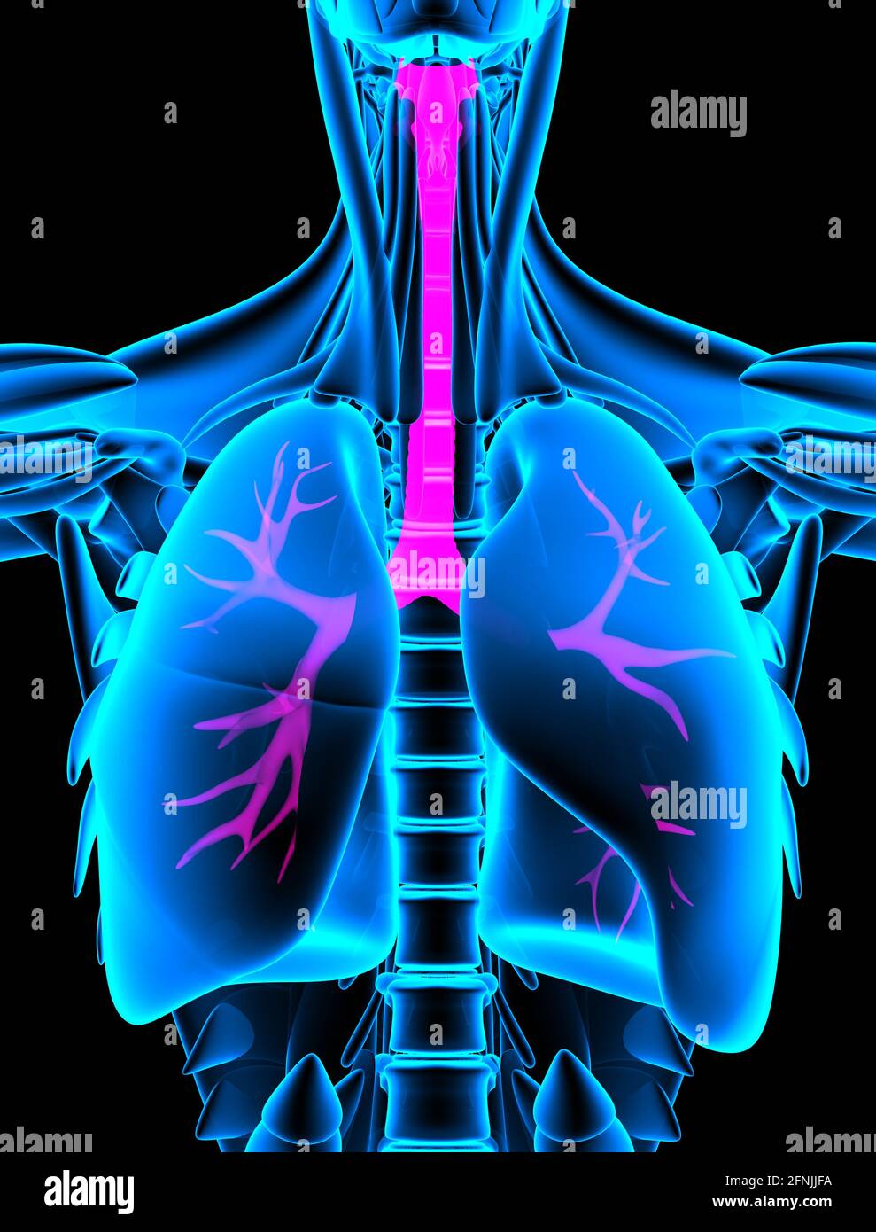 red Larynx Trachea Bronchus xray. 3d rendering Stock Photo Alamy