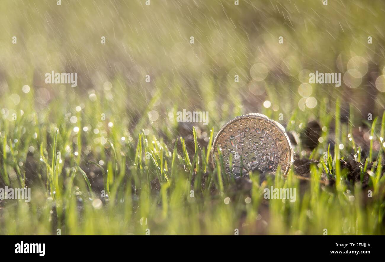 One euro coin in grass while rain. Money growing, savings and investment concept Stock Photo