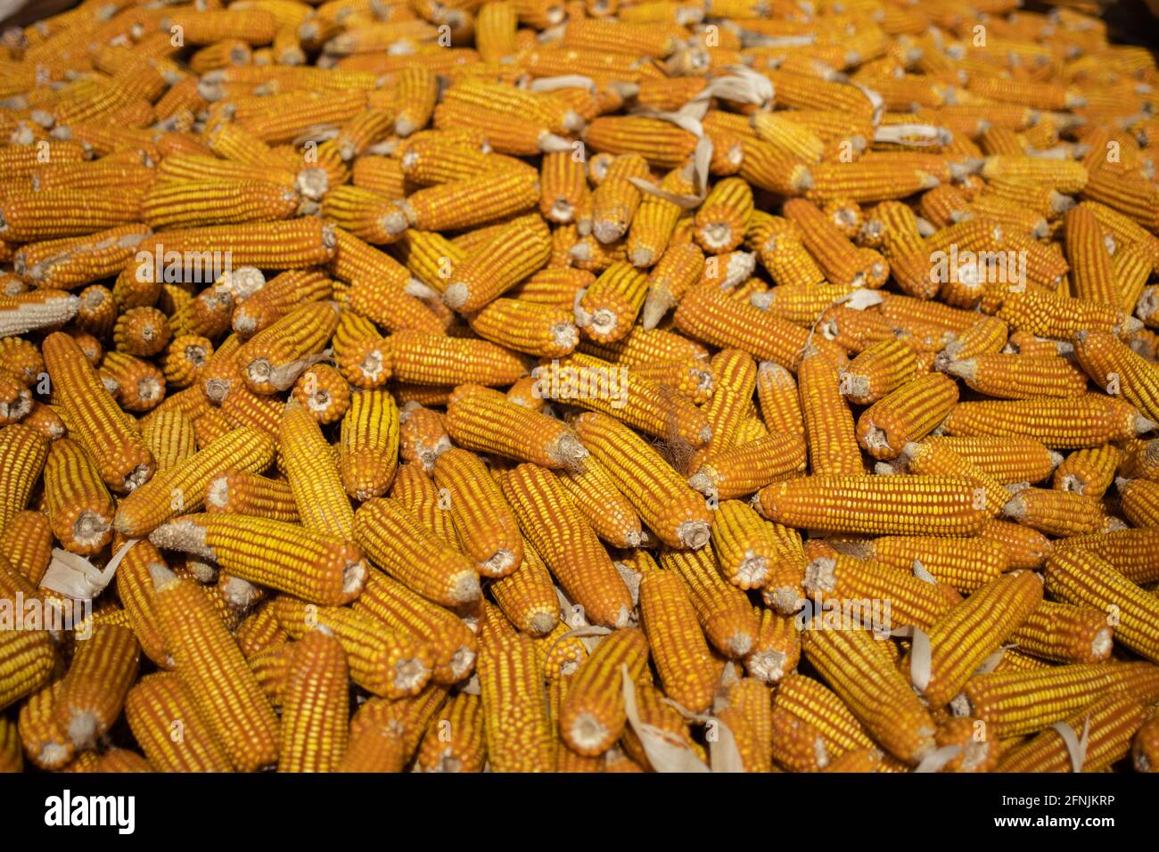 Organic corn cobs and maize drying in the sun on a rural farm field in Myanmar Stock Photo