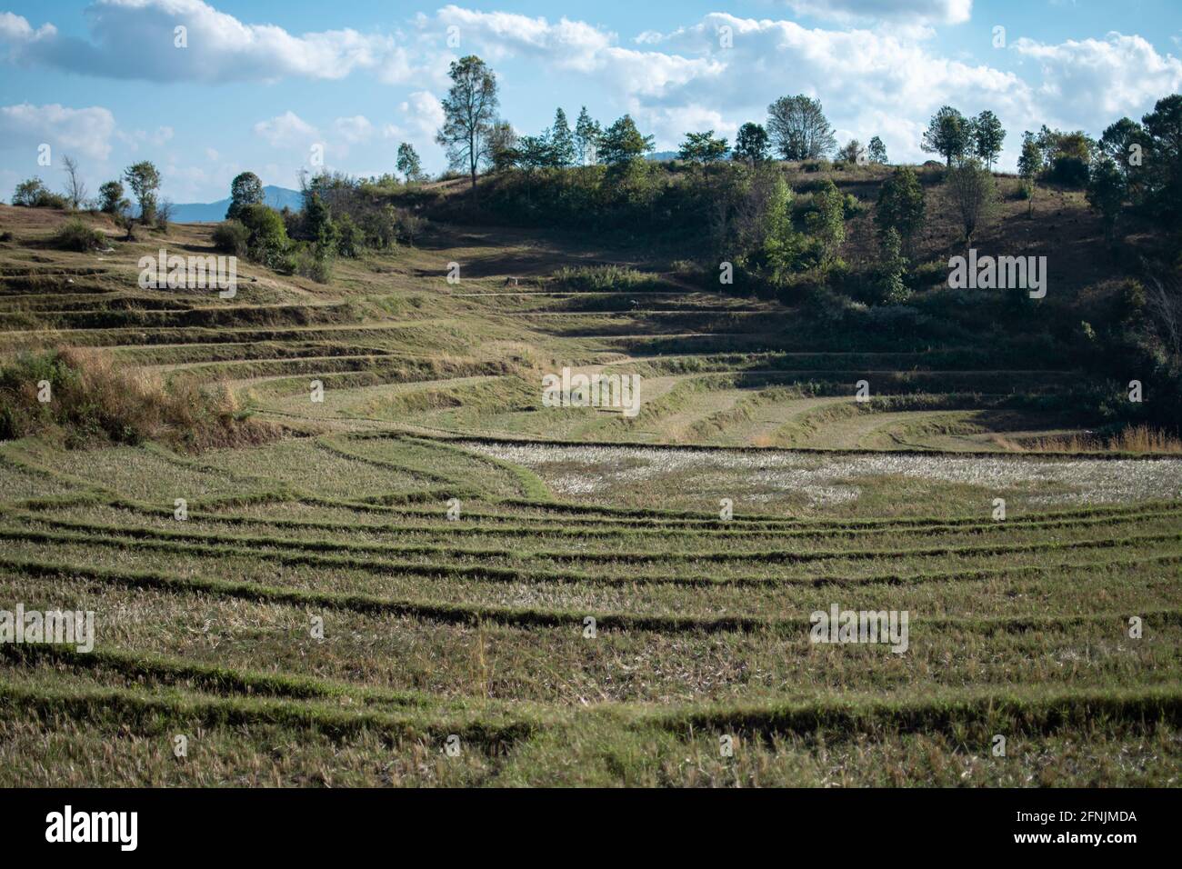 Green terraced rice fields  on a hillside farm between Kalaw and Inle Lake, Shan state in rural Myanmar Stock Photo