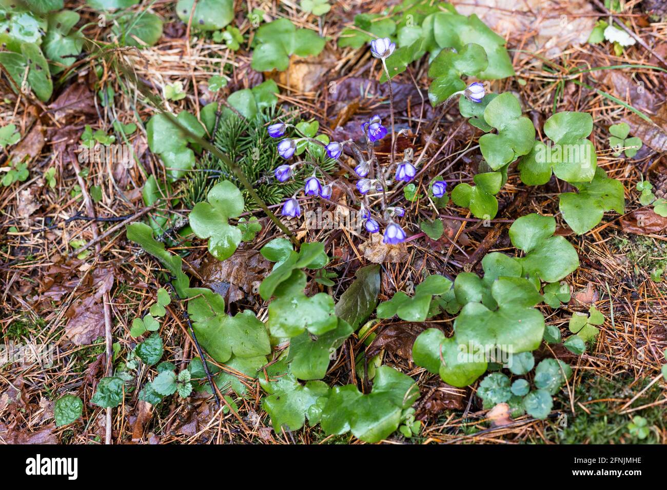 Purple flowers grow in the forest. Wild flowers Stock Photo Alamy