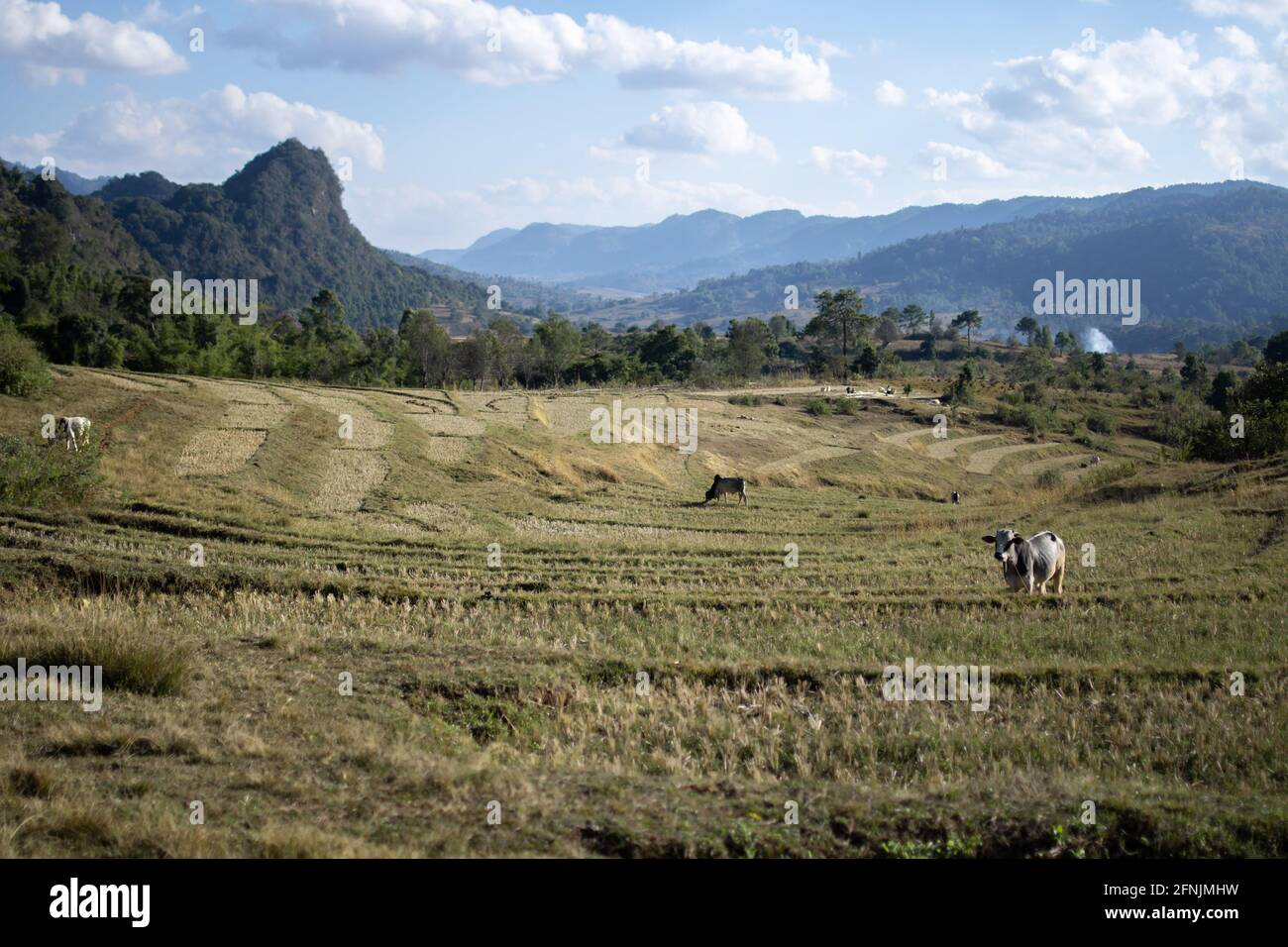 A few cows on terraced rice fields on a farm in a valley between Kalaw and Inle Lake, Shan state, Myanmar Stock Photo