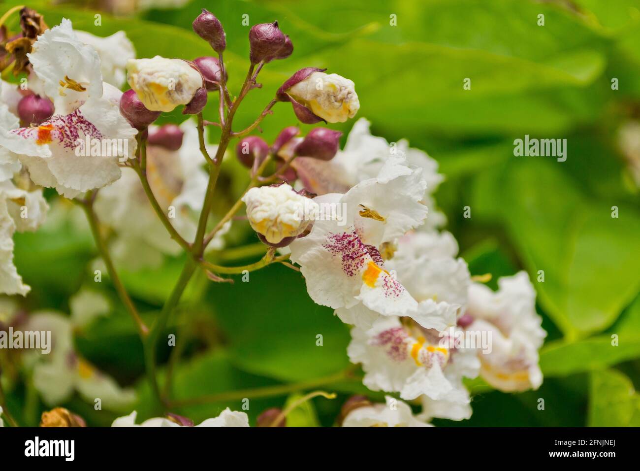 Blooming catalpa in the park. Stock Photo