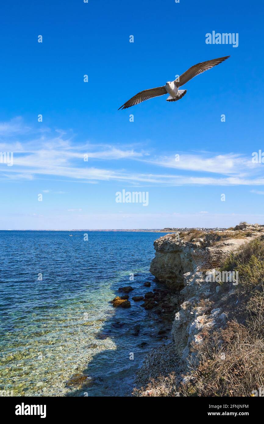 A seagull soars over a rocky shore on a fine autumn day. Stock Photo