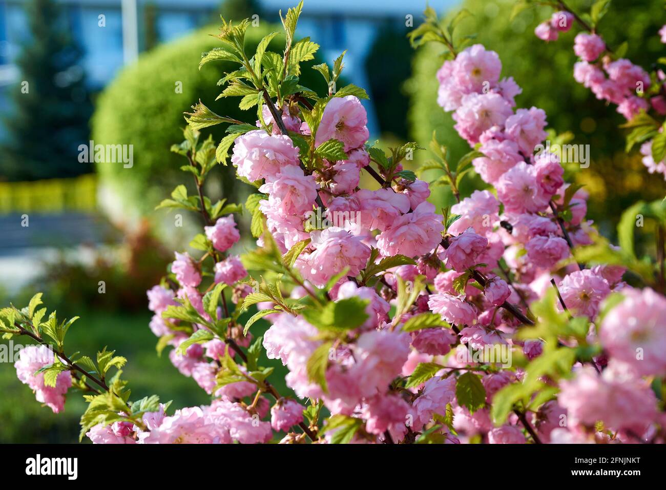 Blooming sakura bush in spring. Stock Photo