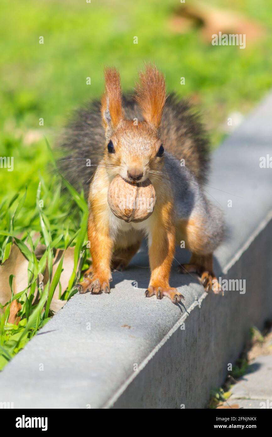 A squirrel carries a nut in its teeth to eat it in a secluded place or hide it. Stock Photo