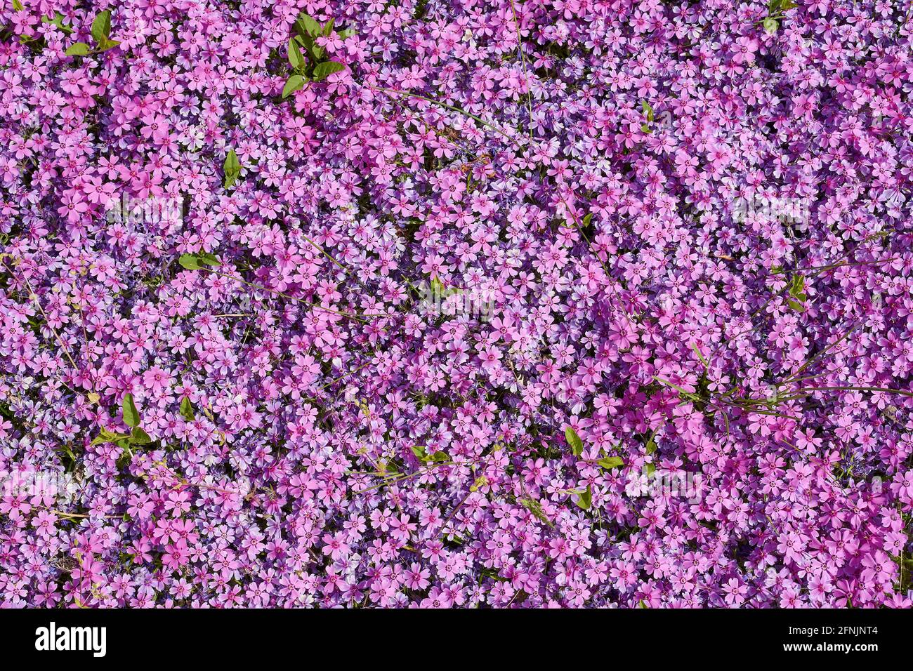 Beautiful little purple flowers cover the flower bed like a carpet. Stock Photo
