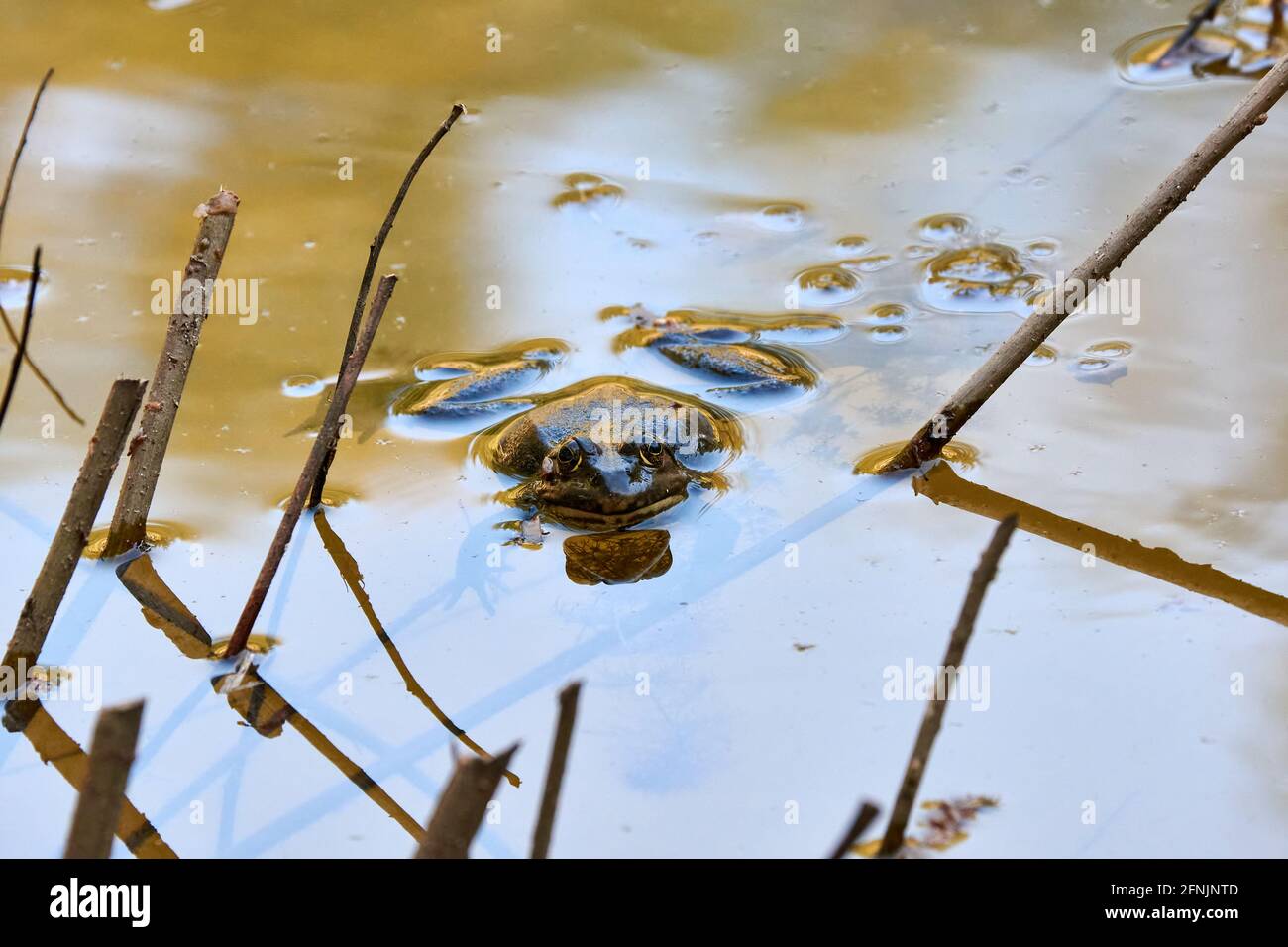 A big frog is resting from the pond in the afternoon. Stock Photo
