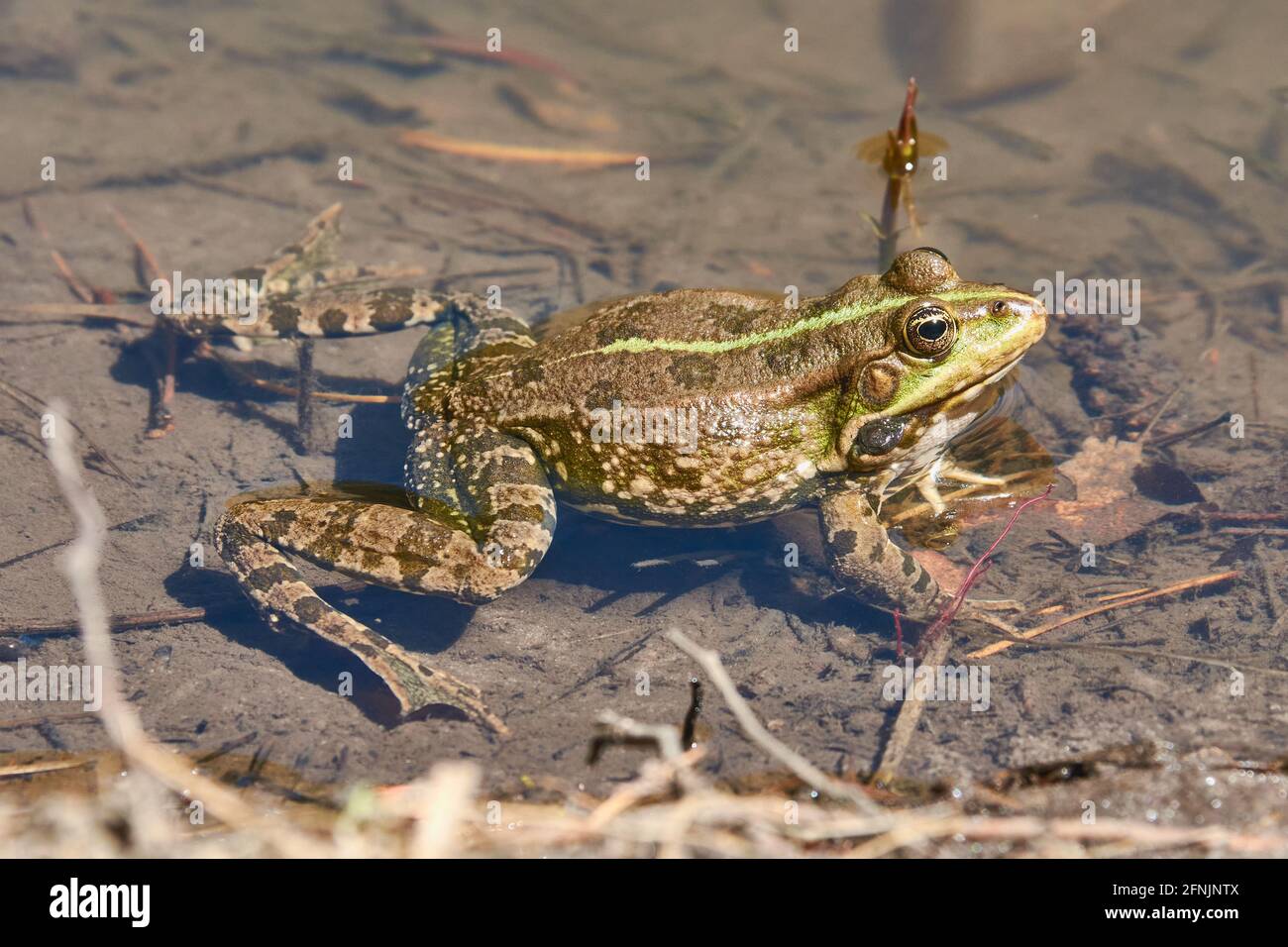 The frog swims on the pond. Stock Photo