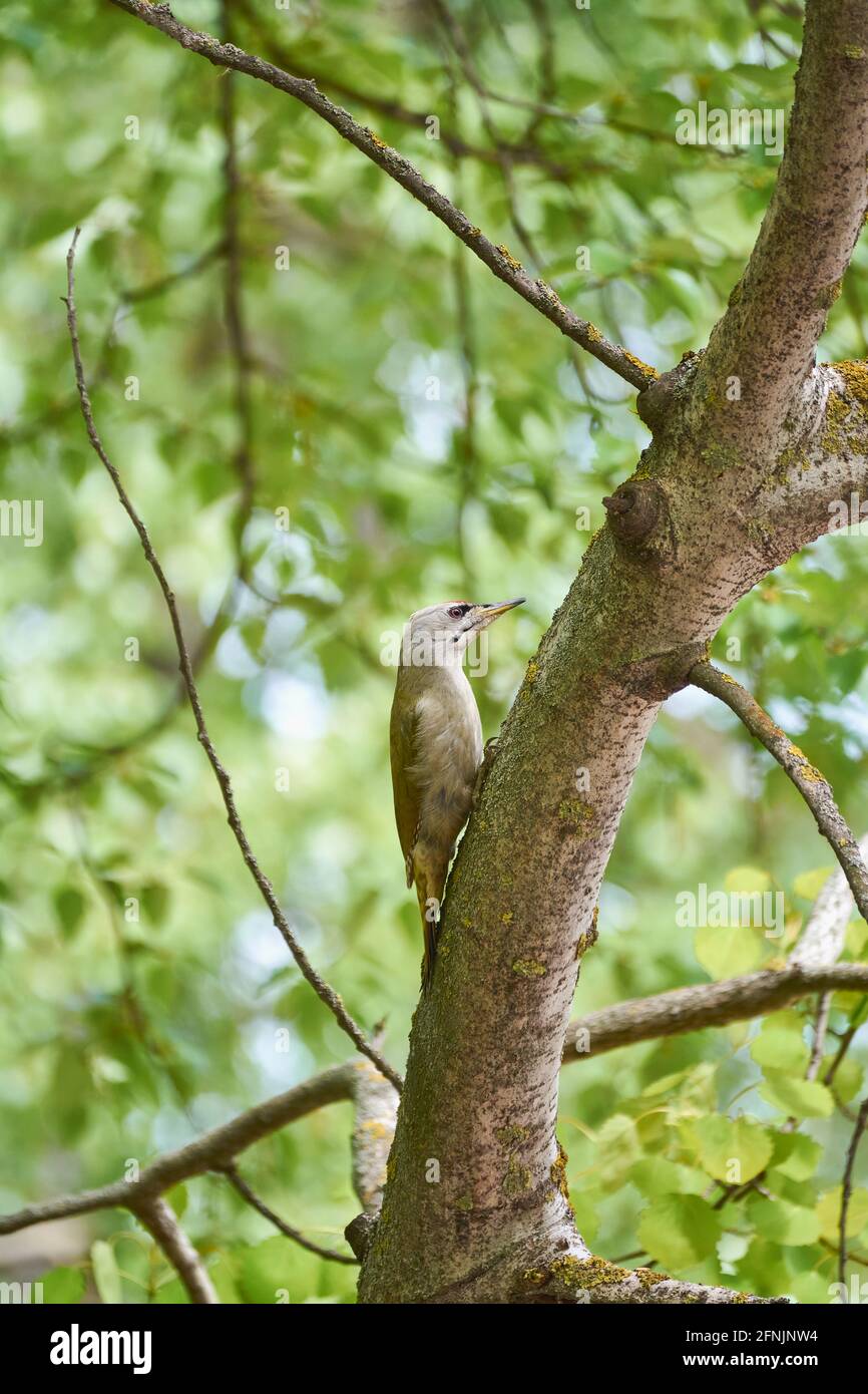 Gray-headed woodpecker on a tree in the park. Stock Photo