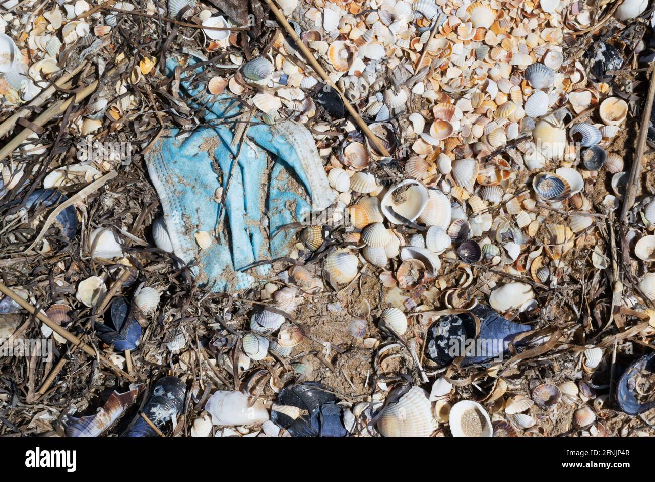 An old protective mask lies on the seashore among shells, sand and dry seaweed. Environmental pollution concept. Dirty sea. Ecological problem. Copy s Stock Photo