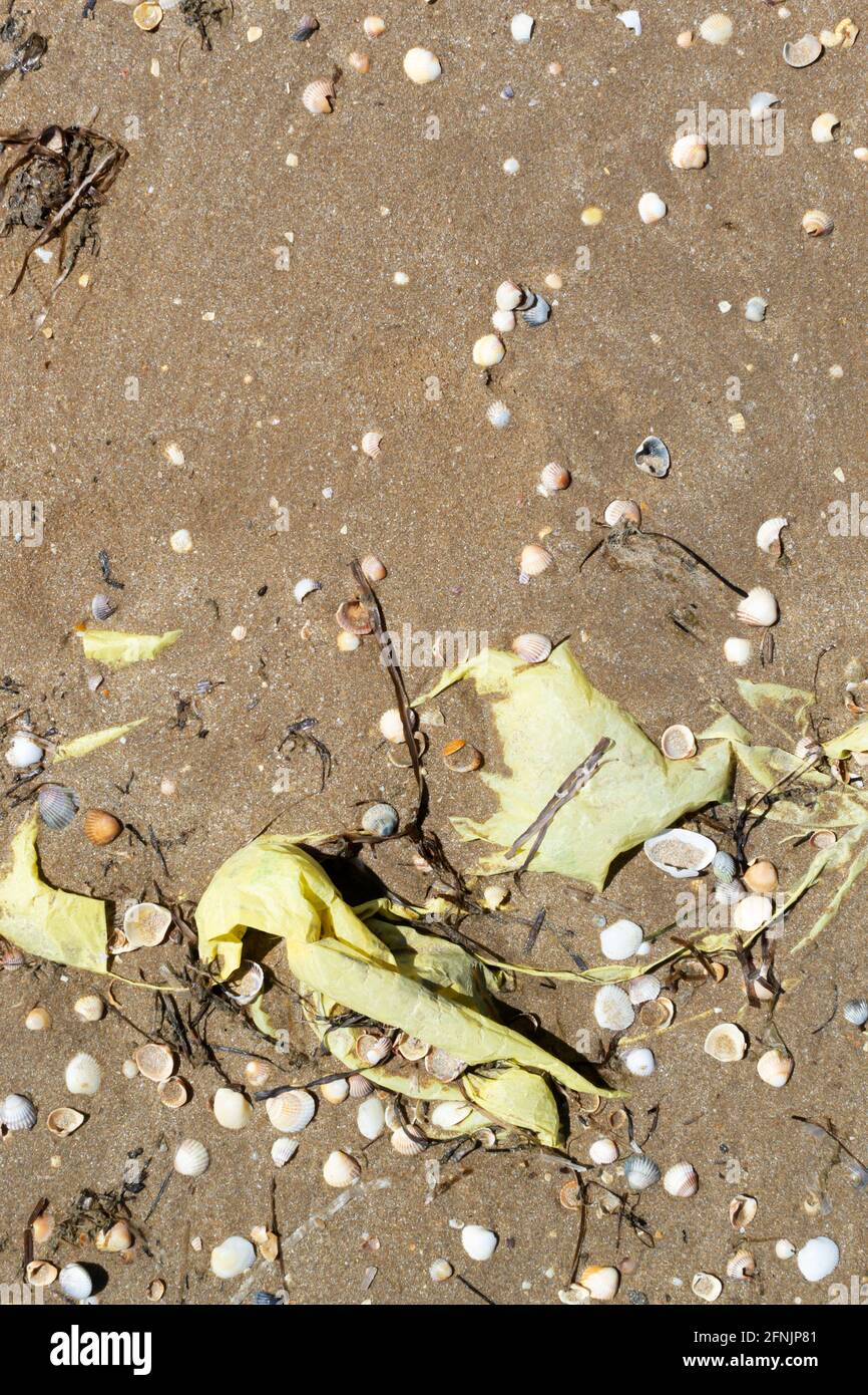 A plastic bag lies on the beach on the sand among seashells. Environmental pollution concept. Dirty sea. Ecological problem. Copy space. Vertical orie Stock Photo