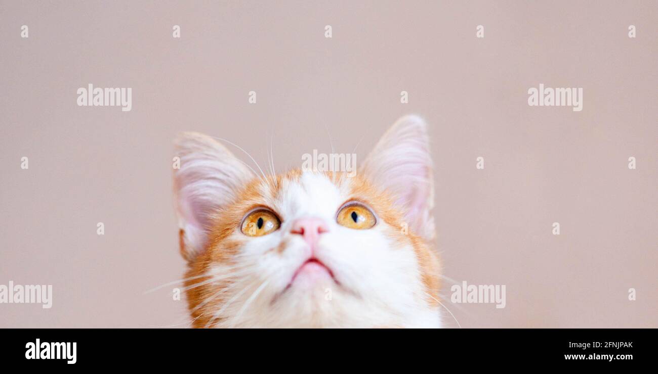 Ginger white cat looking up on beige background. Stock Photo