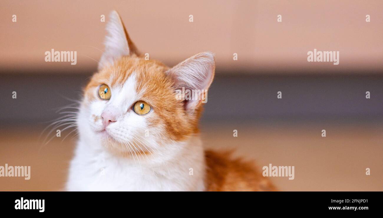 Fluffy ginger white cat portrait indoors. Stock Photo