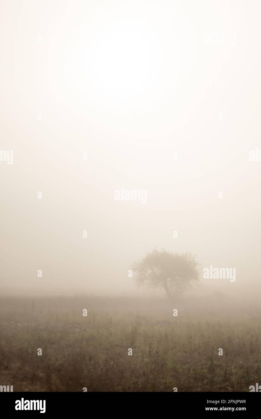 A single tree standing in the distance on a farm field in the heavy early morning mist between Kalaw and Inle Lake, Shan state, Myanmar Stock Photo
