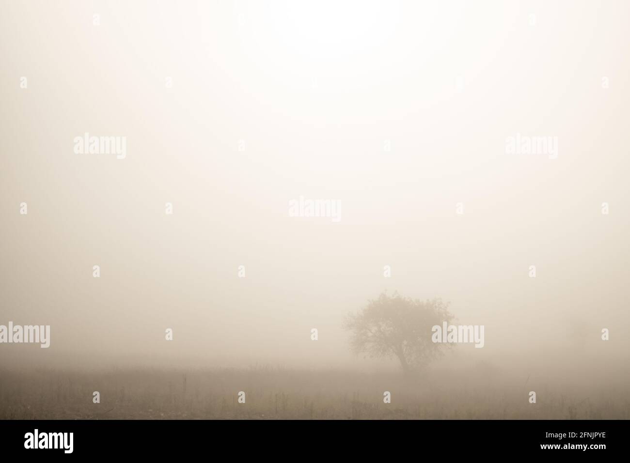 A single tree standing in the distance on a farm field in the heavy early morning mist between Kalaw and Inle Lake, Shan state, Myanmar Stock Photo
