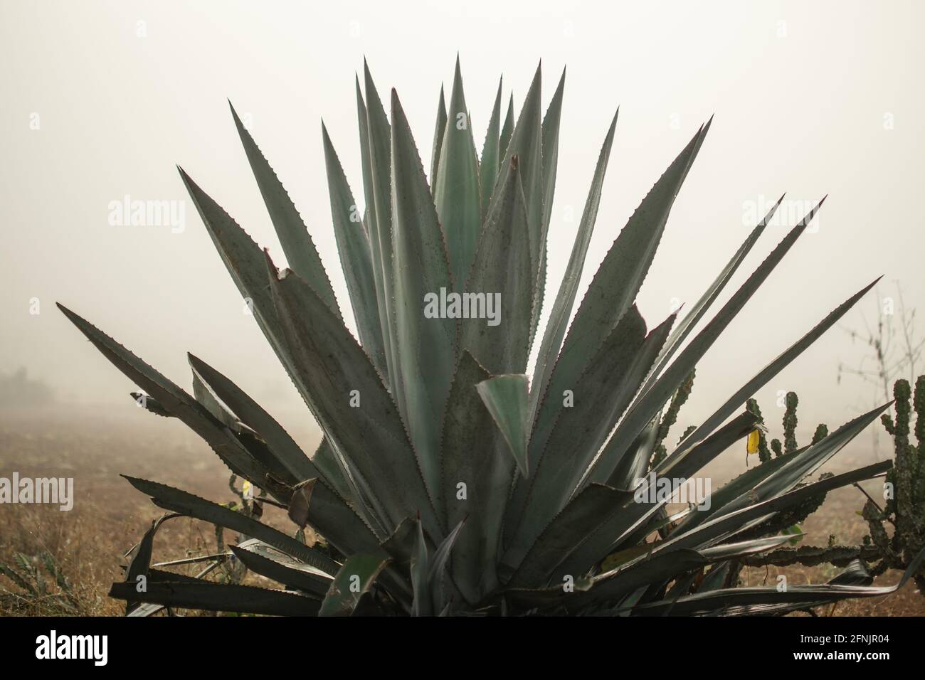A single agave plant standing on a farm field in the heavy early morning mist between Kalaw and Inle Lake, Shan state, Myanmar Stock Photo