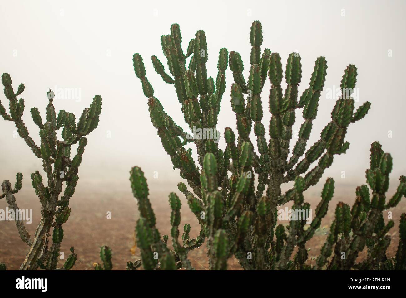 A single cactus plant standing on a farm field in the heavy early morning mist between Kalaw and Inle Lake, Shan state, Myanmar Stock Photo