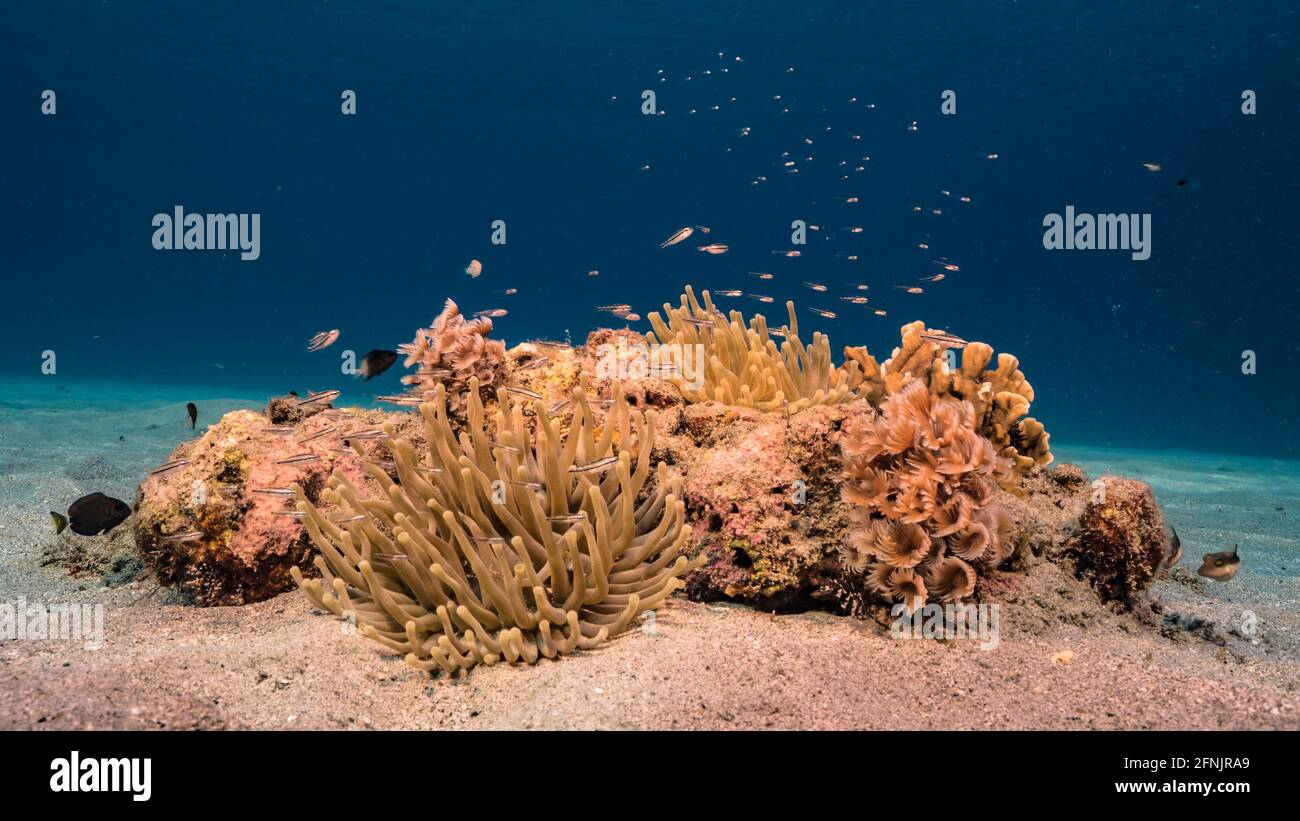 Seascape with fish, coral and sponge in coral reef of Caribbean Sea, Curacao Stock Photo
