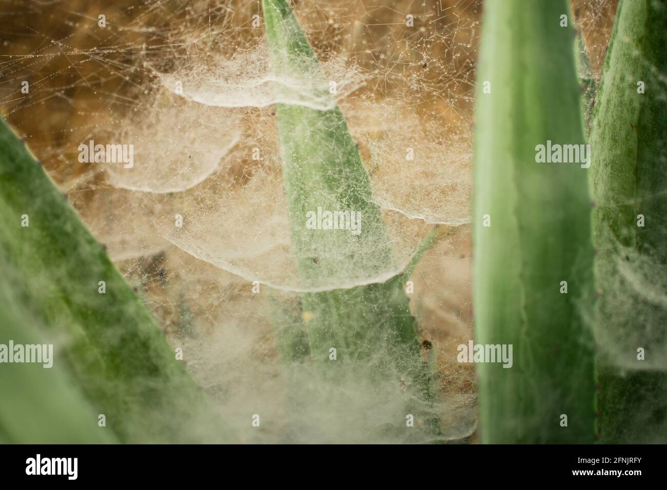 Early morning dew drops on a big spider web on an agave plant in Shan state, Myanmar Stock Photo