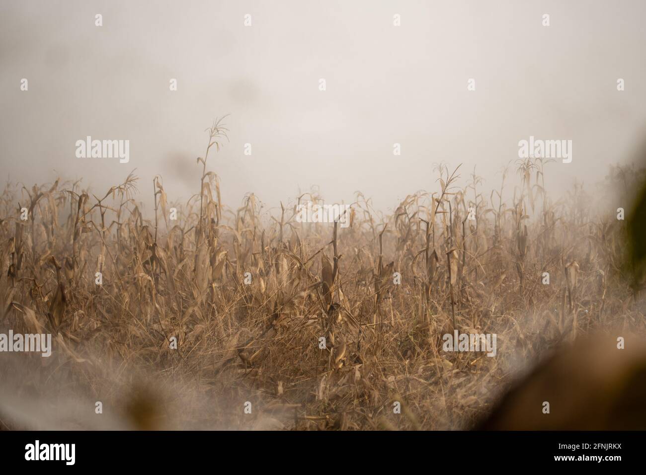 Heavy early morning mist and fog over a corn and maize farm field between Kalaw and Inle Lake, Shan state, Myanmar Stock Photo