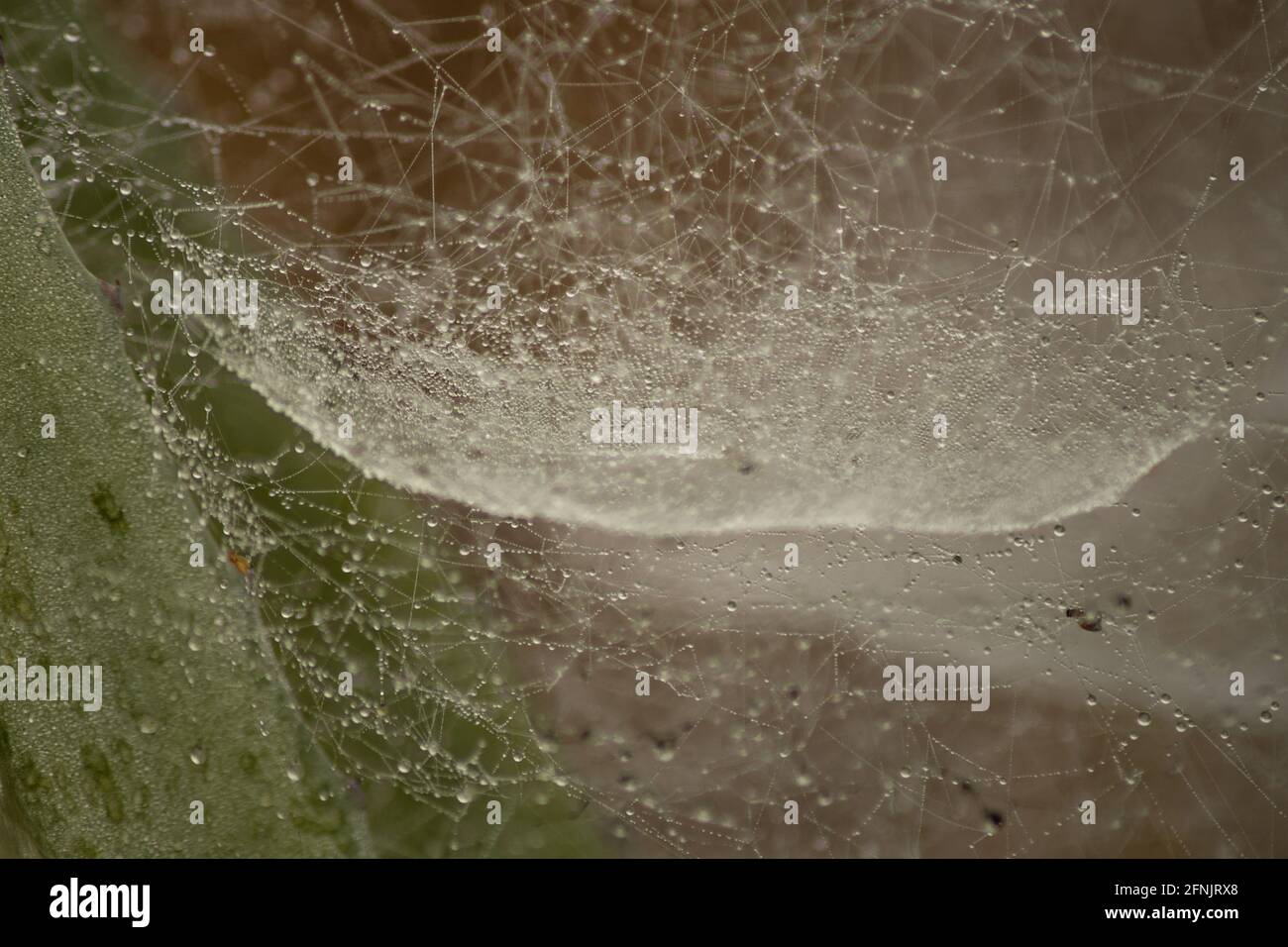 Early morning dew drops on a big spider web in Shan state, Myanmar Stock Photo