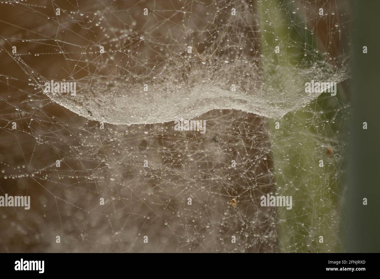 Early morning dew drops on a big spider web in Shan state, Myanmar Stock Photo