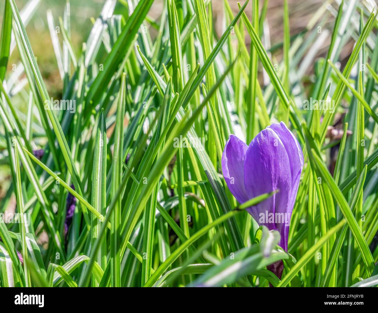 Crocus vernus (spring crocus, giant crocus) purple flower in the fresh ...
