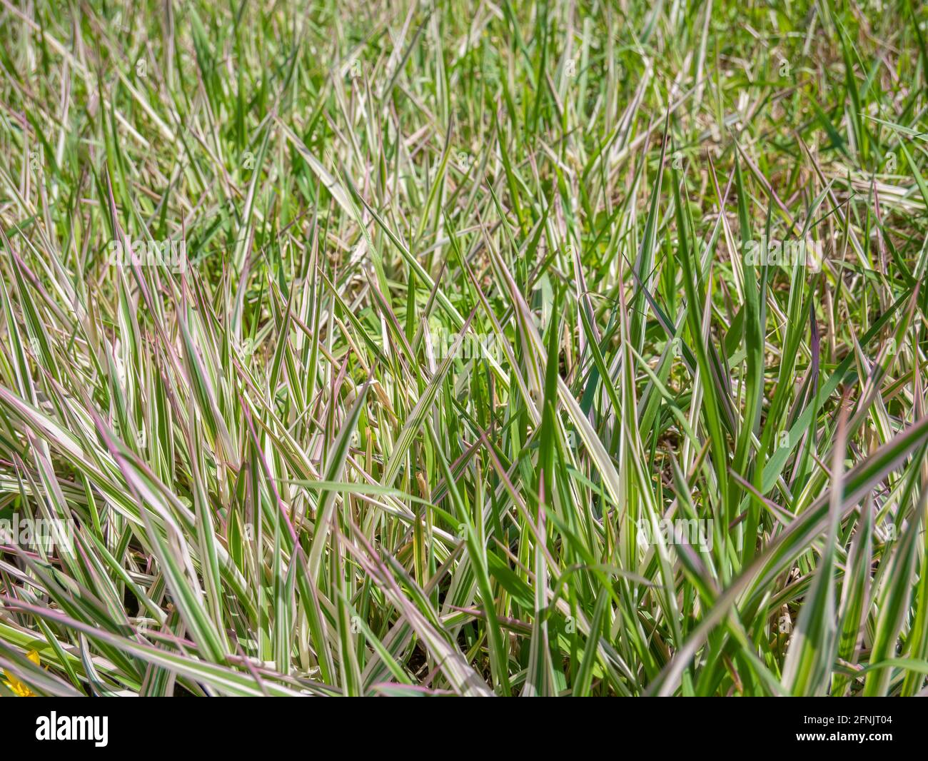 Phalaris arundinacea, or reed canary grass in the garden Stock Photo