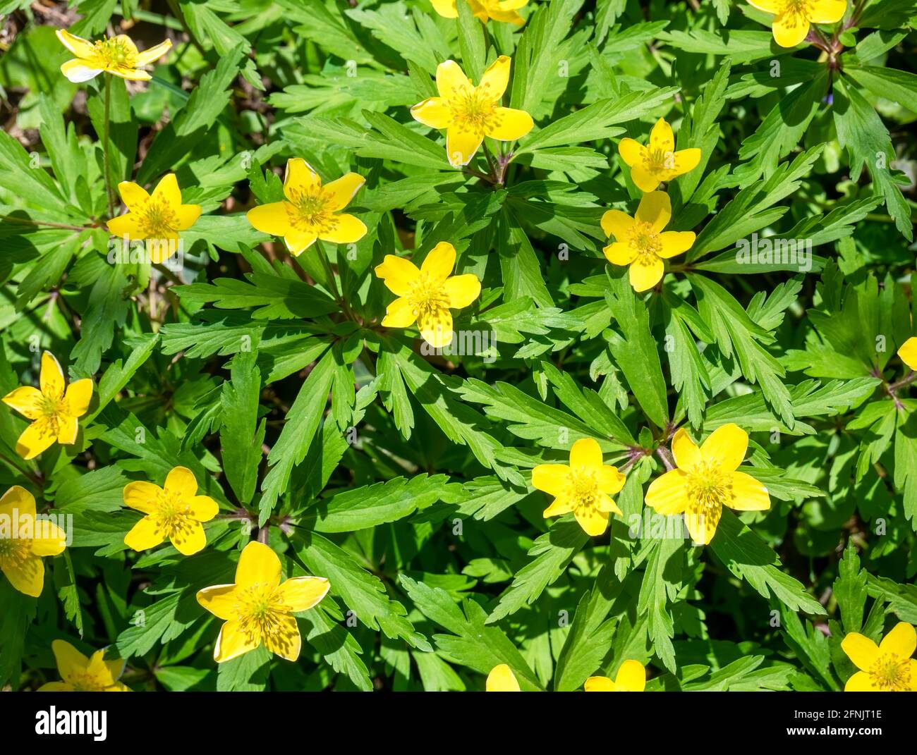 Anemonoides ranunculoides, Anemone ranunculoides), the yellow anemone, yellow wood anemone, or buttercup anemone yellow flowers on the field. Stock Photo