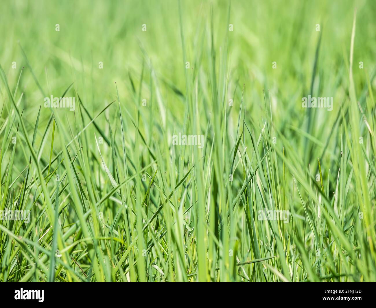 Natural fresh green blades of grass texture background Stock Photo Alamy